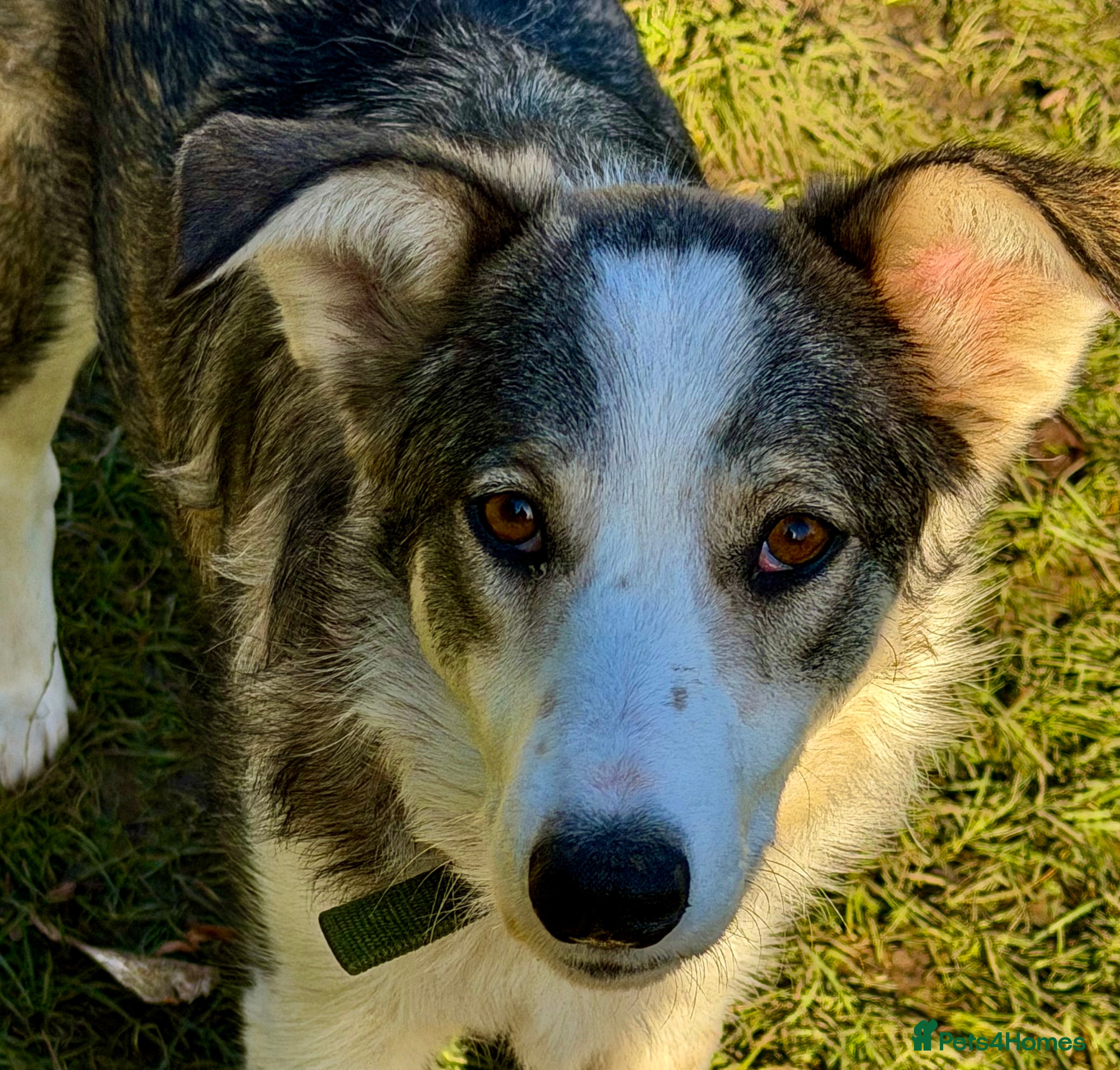 Border Collie dogs DANNY – Border Collie (Male) - Advert 15