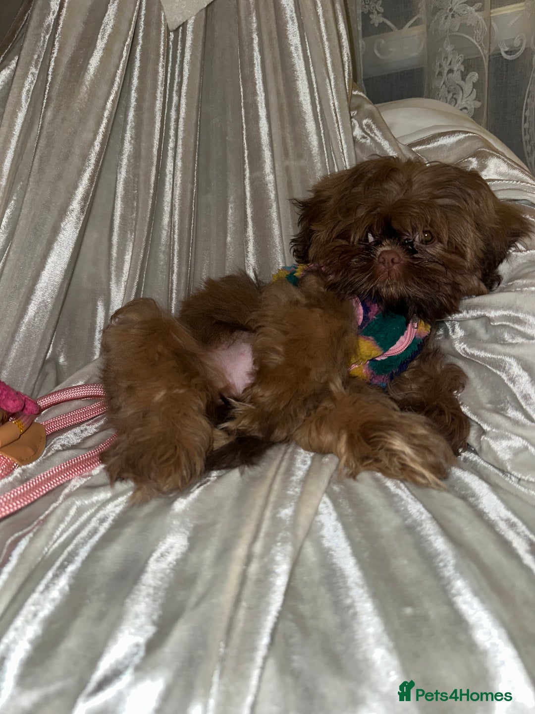 Shih Tzu dogs for sale:  Liver nosed chocolate orange Karashishi Shih tzu  - Advert 2