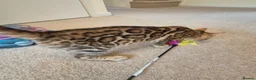 Bengal cats for sale: Stunning Pedigree Bengal Kittens - Advert 6