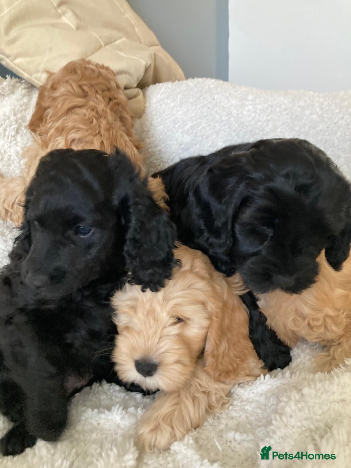 Mixed Breed dogs for sale: Beautiful Cava-Cockapoo puppies…. - Advert 1