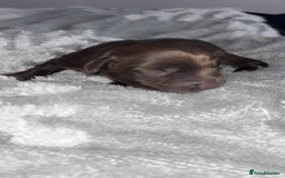 Cockerdor dogs for sale: Cockerdor puppies   - Advert 11