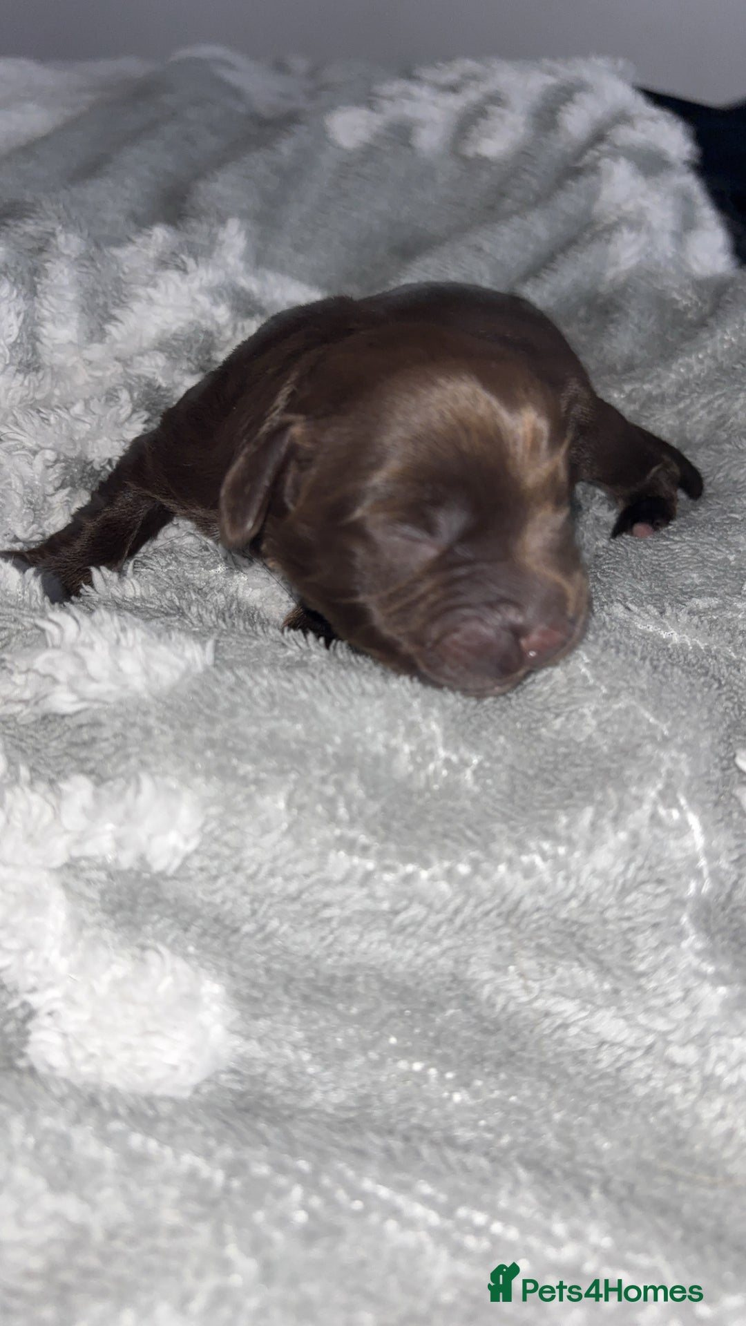 Cockerdor dogs for sale: Cockerdor puppies   - Advert 11