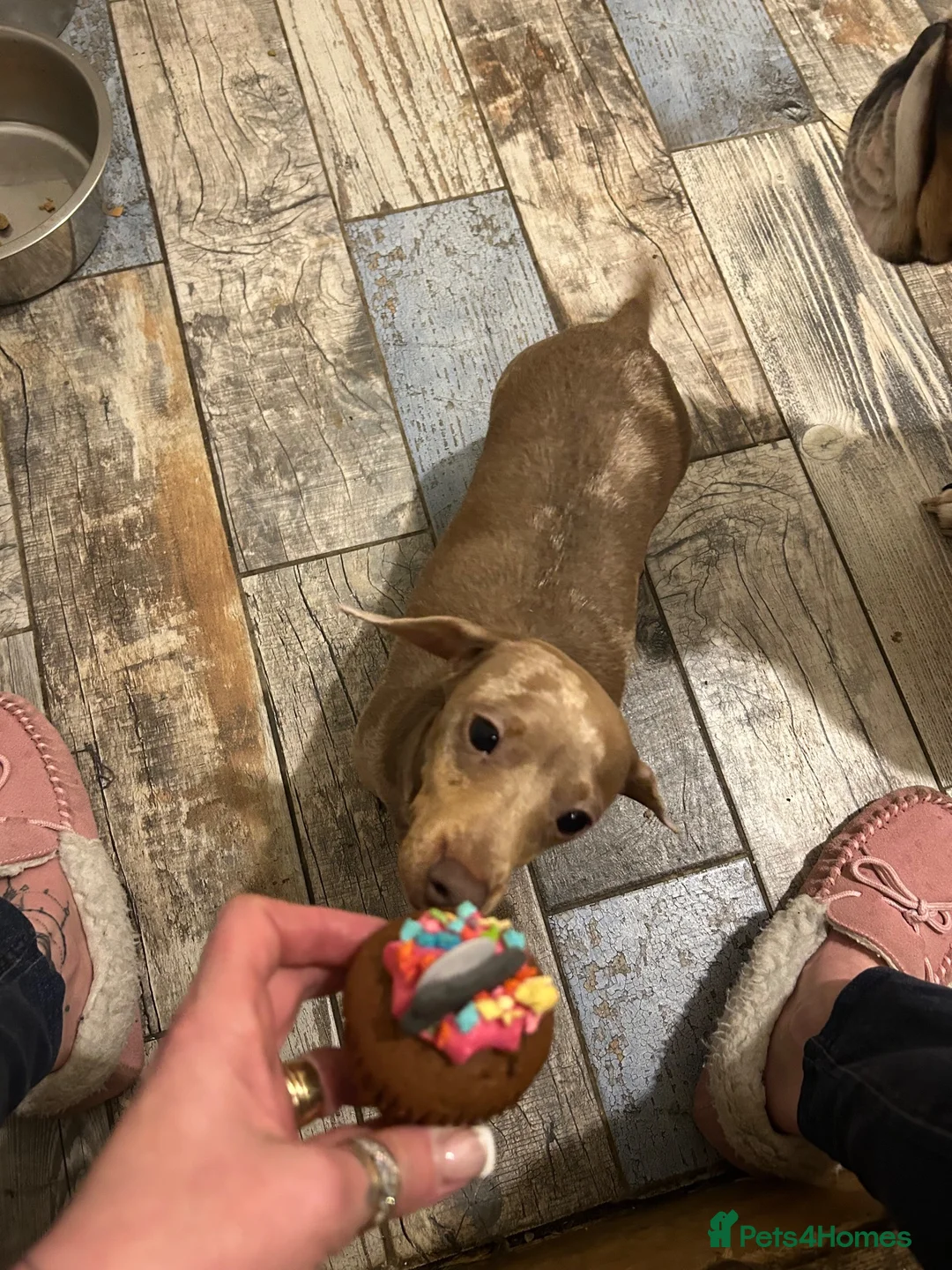 Miniature Dachshund dogs for sale: 3 year old dachshund female  - Advert 6