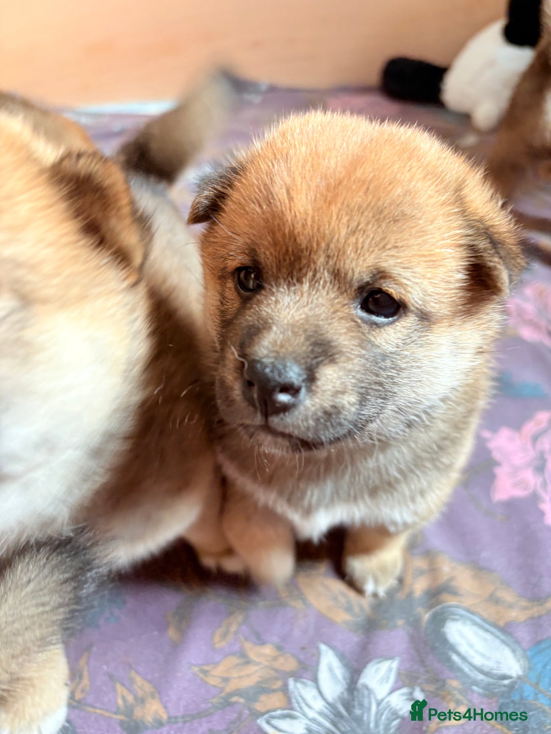Japanese Shiba Inu dogs for sale: KC Registered Japanese Shiba-Inus  - Image 20
