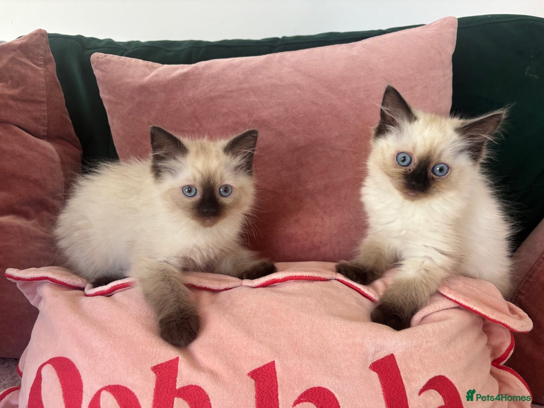 Ragdoll cats for sale: Two Beautiful girls  - Image 2
