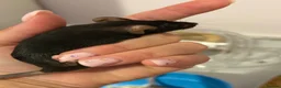 Mouse rodents for sale: 6 female fancy mice  - Advert 4
