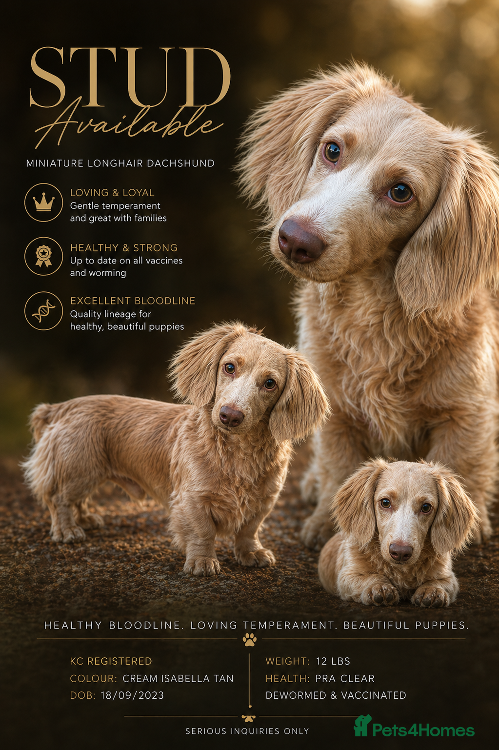 Miniature Dachshund dogs Long-haired miniature Dachshund Stud Isabella/Tan - Advert 6