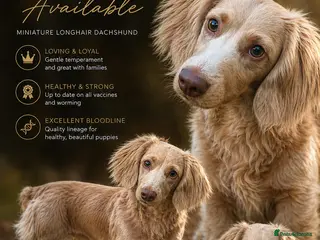 Miniature Dachshund dogs Long-haired miniature Dachshund Stud Isabella/Tan - Advert 6