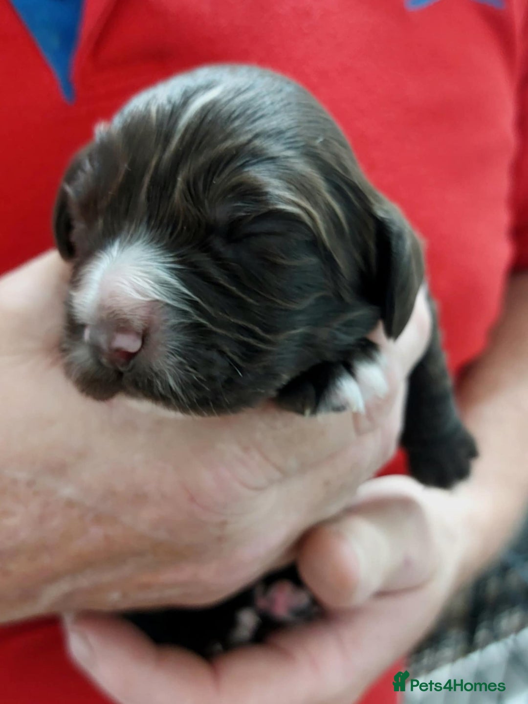 Cocker Spaniel dogs for sale: Our lovely Cocker has had her puppies - Image 6