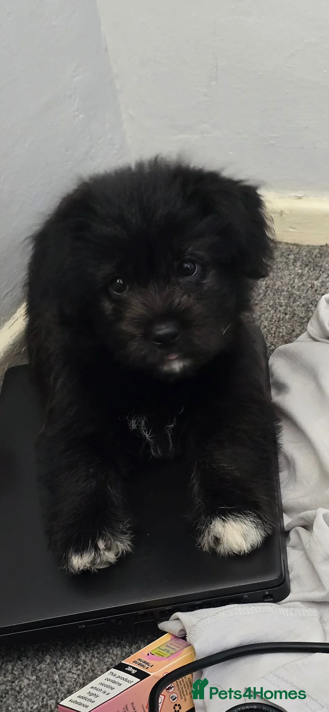 German Shepherd dogs for sale: German shepherd pup - Advert 2