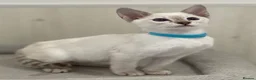 Siamese cats for sale: GCCF Registered Traditional Siamese Kittens.  - Advert 27