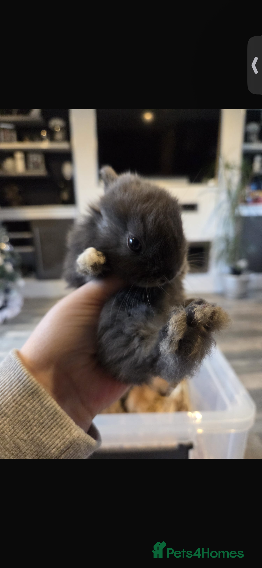 Mixed Breed rabbits for sale: 7 beautiful baby bunnies for sale  - Advert 8
