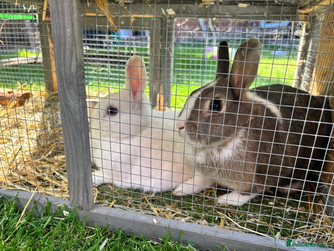 Mixed Breed rabbits for sale: 2 bonded girls looking for there forever home - Advert 1