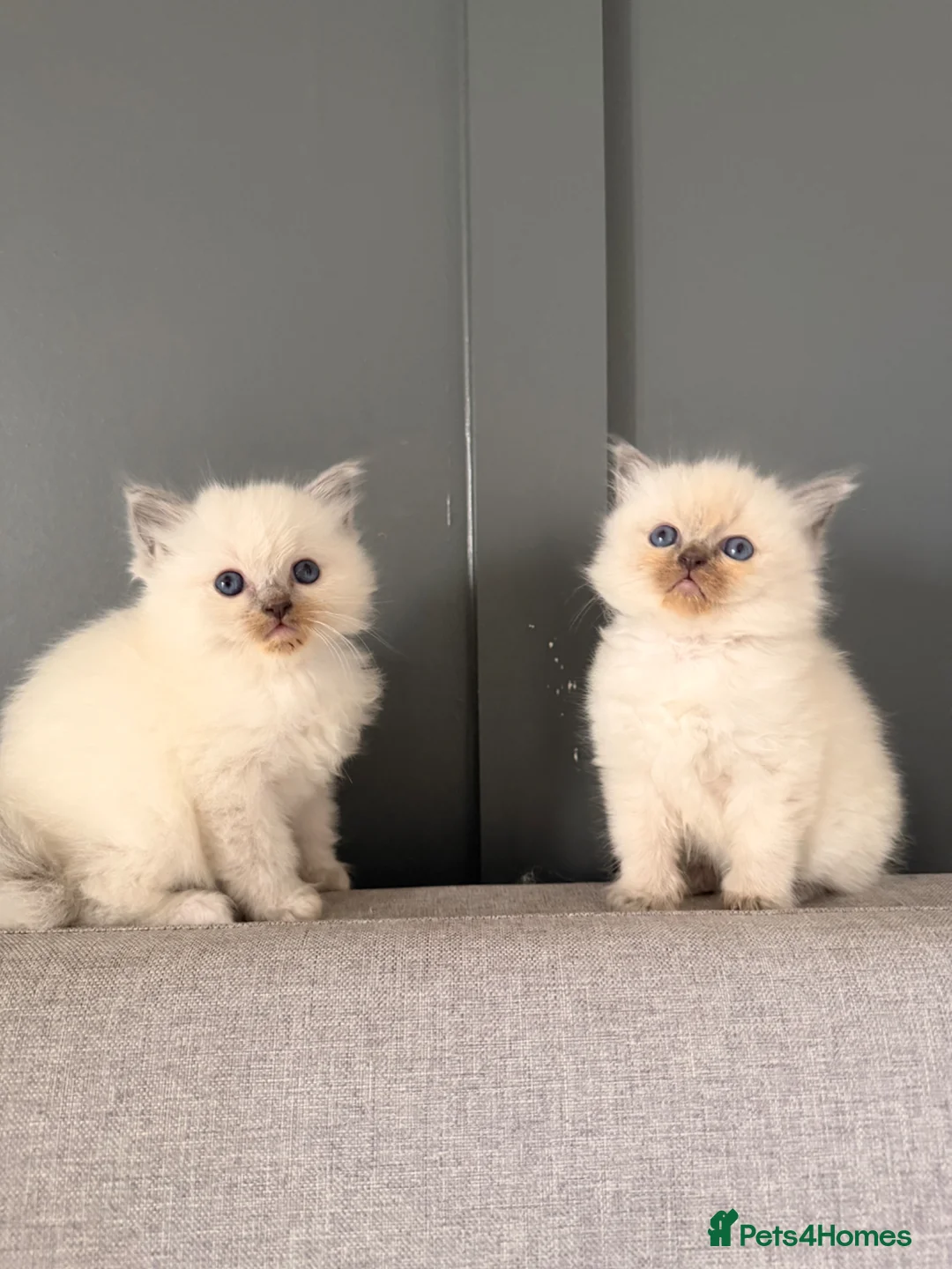 Ragdoll cats for sale: Ragdoll kittens in Peterborough - Advert 10