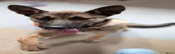 Mixed Breed dogs for sale: German/Dutch shepherd x Border collie - Advert 3