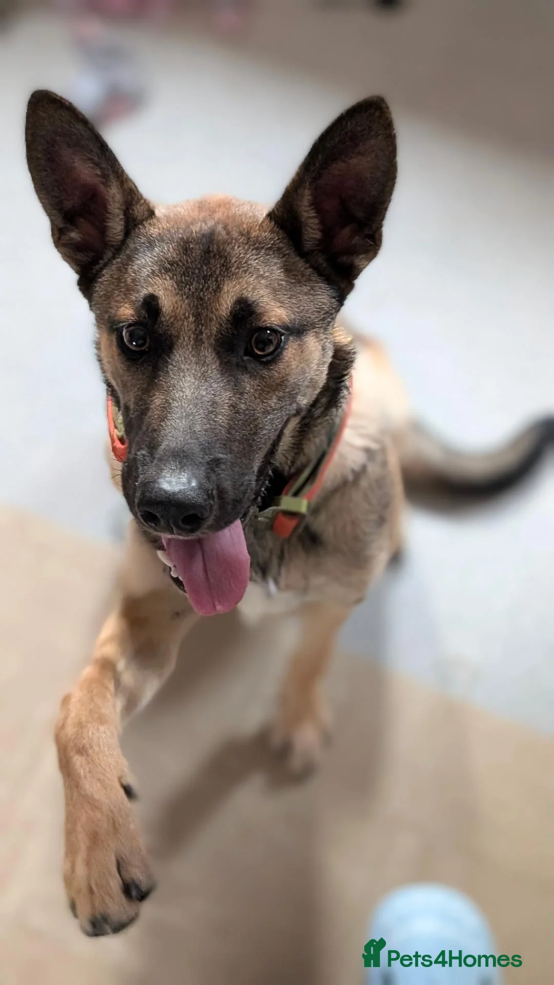 Mixed Breed dogs for sale: German/Dutch shepherd x Border collie - Advert 3