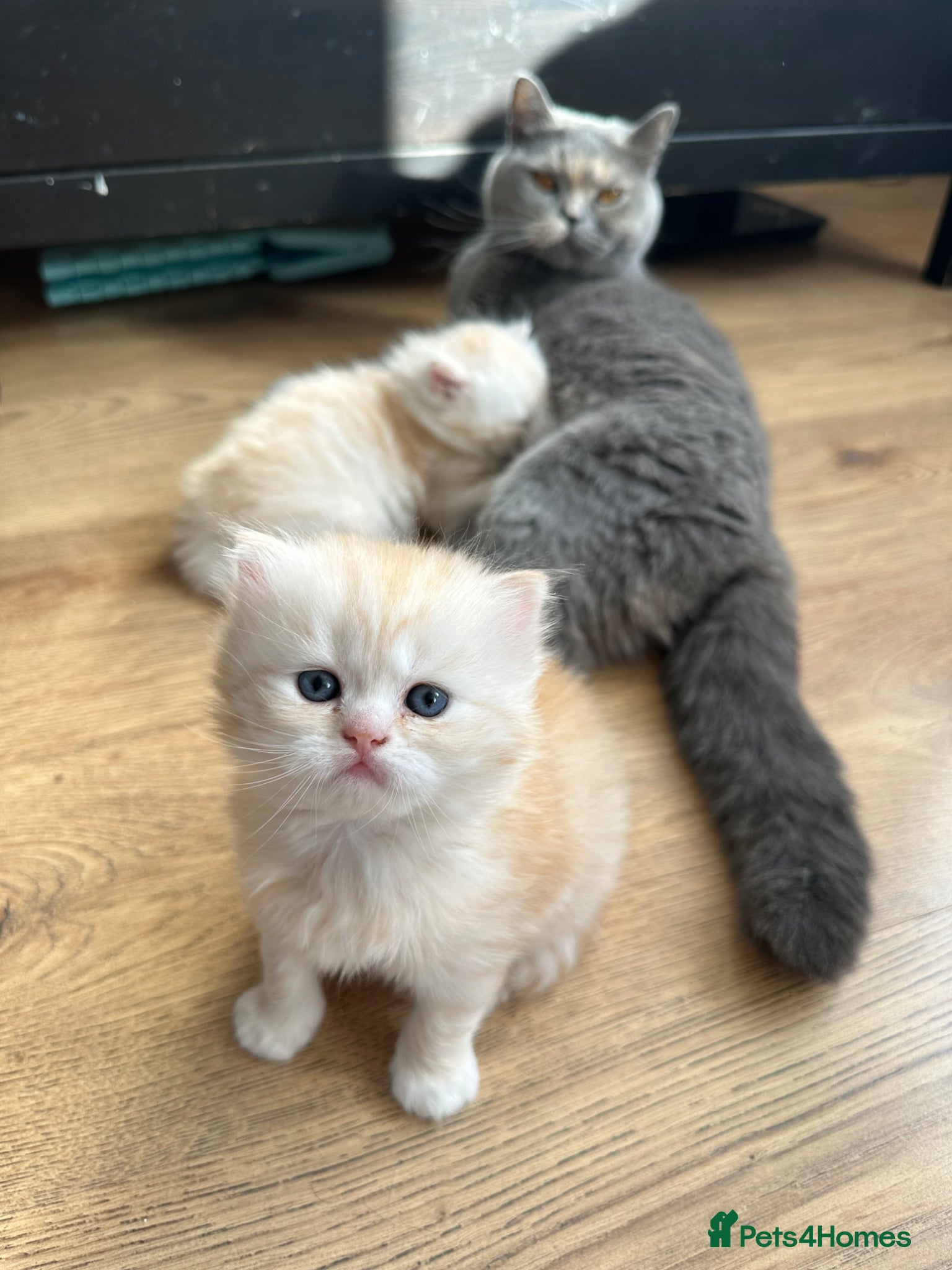 British Shorthair cats Beautiful British Longhair Boys! - Advert 1