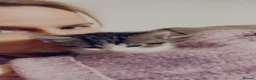 Domestic Shorthair cats for sale: Four kittens needing a home - Advert 5