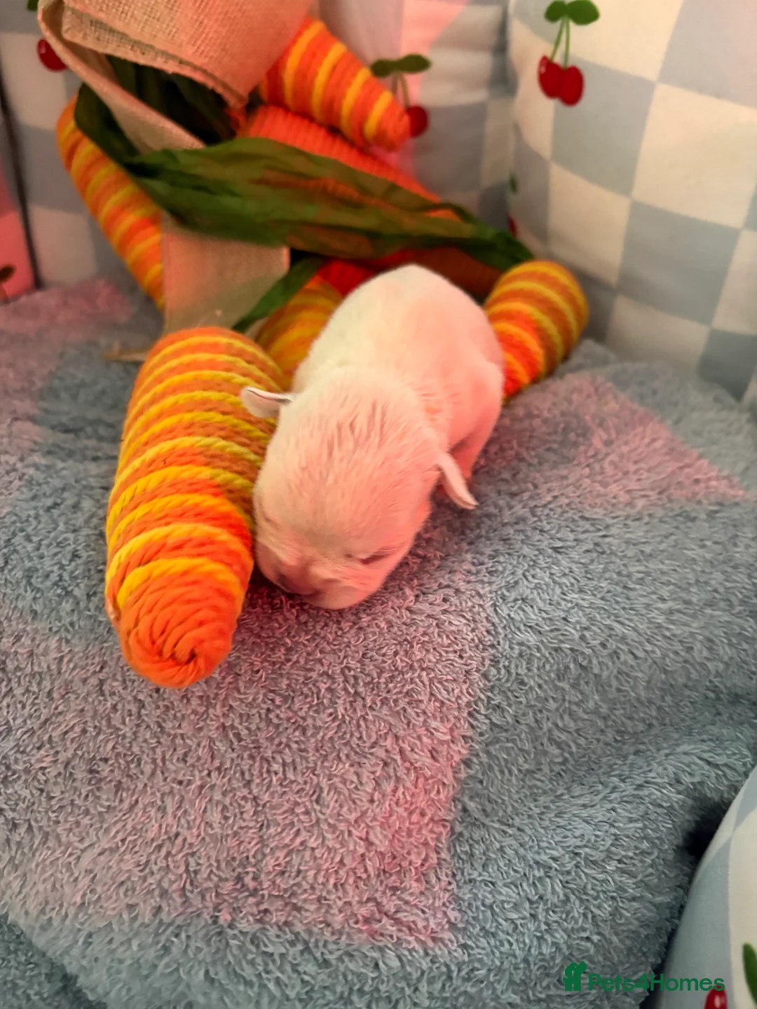 French Bulldog dogs for sale: Kc registered French bulldog puppies - Advert 14