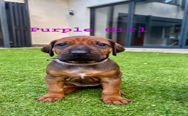 Rhodesian Ridgeback dogs - Advert 1