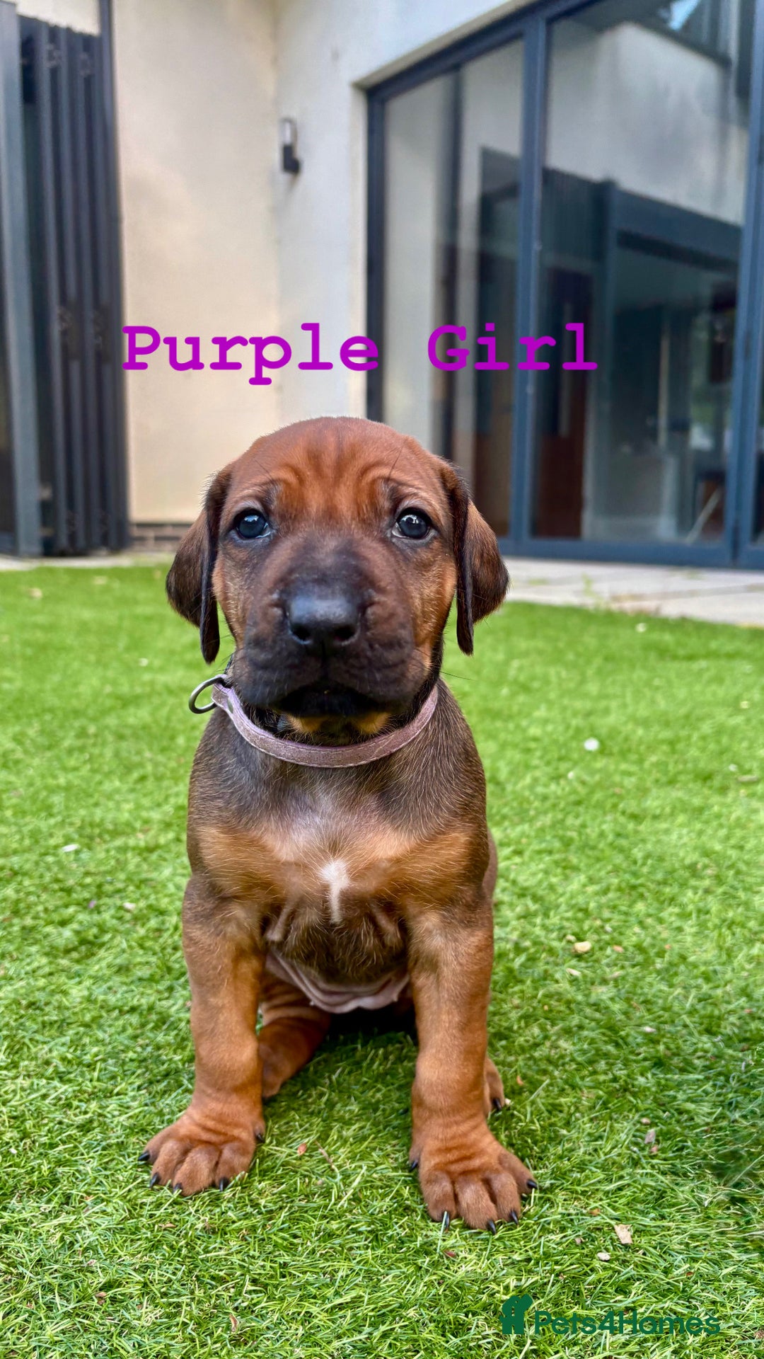 Rhodesian Ridgeback dogs for sale: Outstanding Rhodesian Ridgeback Puppies 🦁 - Image 2