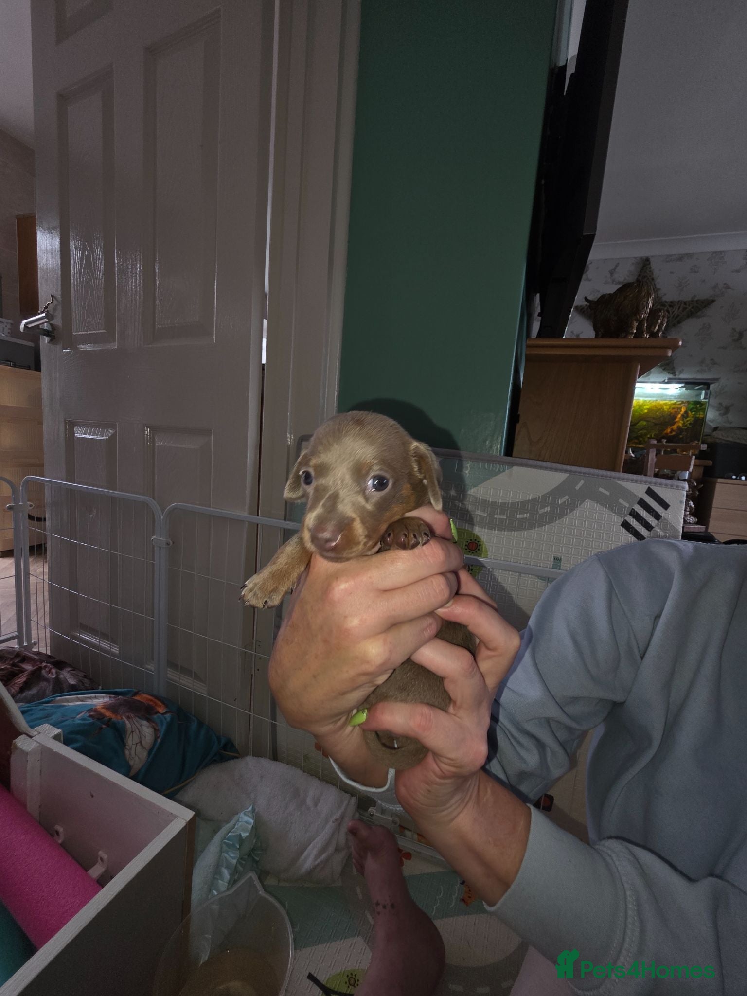 Miniature Dachshund dogs 7 beautiful little Dachshund  - Advert 5