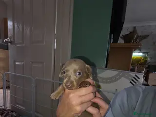 Miniature Dachshund dogs 7 beautiful little Dachshund - Advert 2