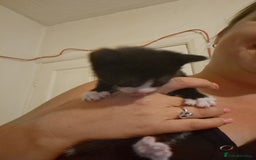 Domestic Shorthair cats for sale: Kittens for sale - Image 18