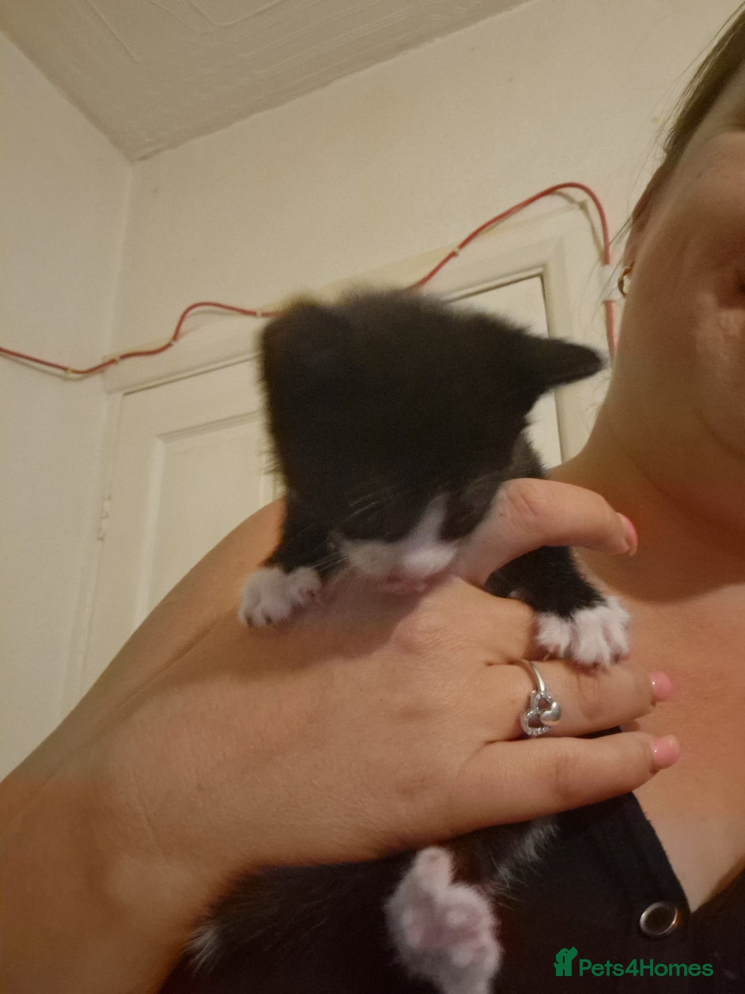 Domestic Shorthair cats for sale: Kittens for sale - Image 18