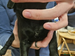 Patterdale Terrier dogs 1 female Patterdale puppy - Advert 6