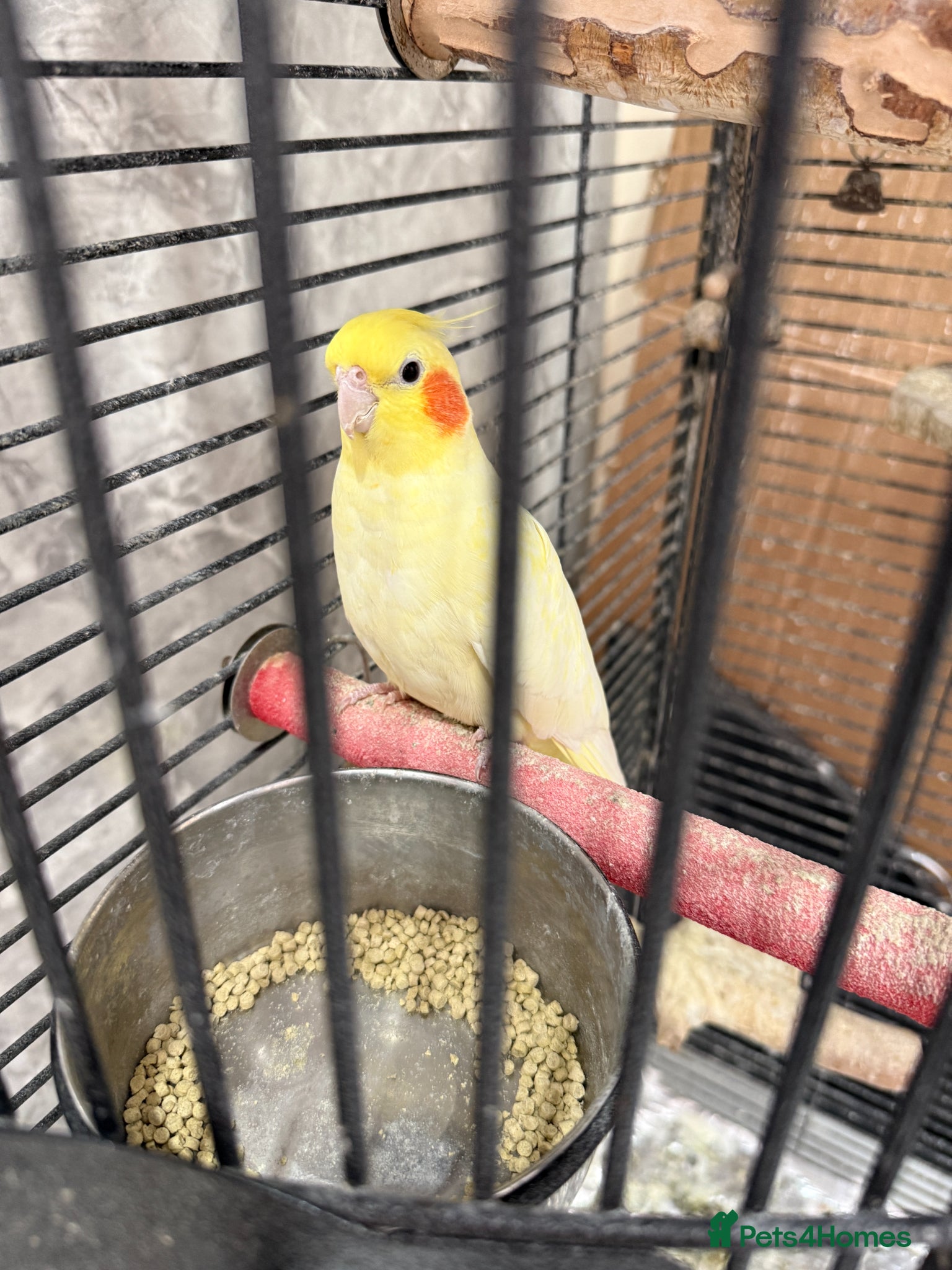 Cockatiels birds for sale: 2 Cockatiels + cage + travel cage + toys - Advert 3