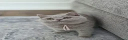 British Shorthair cats for sale: 🧸Teddy Bear Lilac/Blue British Shorthair Kittens✨ - Advert 27