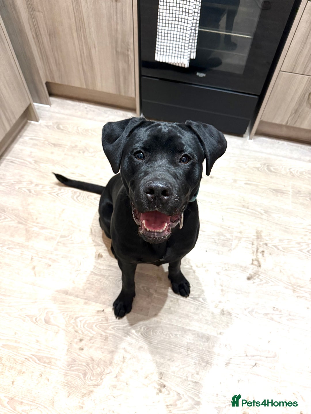Mixed Breed dogs for sale: 8 month old male cane corso for new loving home - Advert 17
