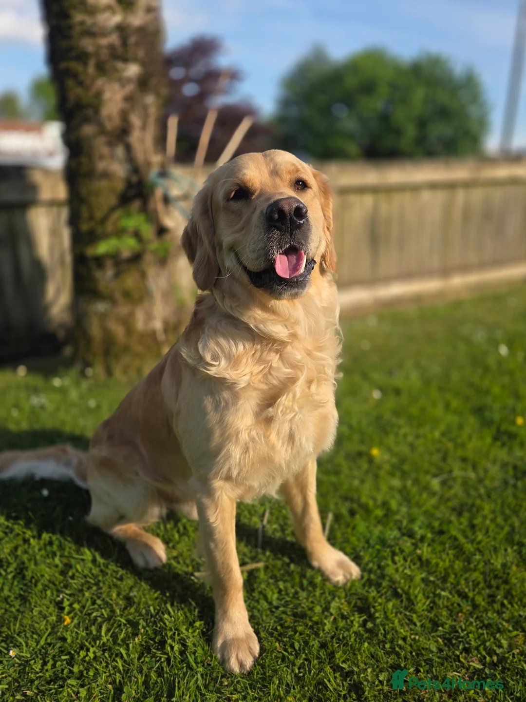 Golden Retriever dogs for stud: 0/0 Hips Proven Working Golden Retriever For Stud  in Taunton - Advert 4