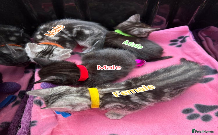 Mixed Breed cats - Advert 4