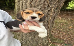 Beagle dogs for sale: BEAUTIFUL KC REG BEAGLES  - Image 13