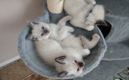 Ragdoll cats for sale: Adorable Ragdoll Kitten ready now - Image 14