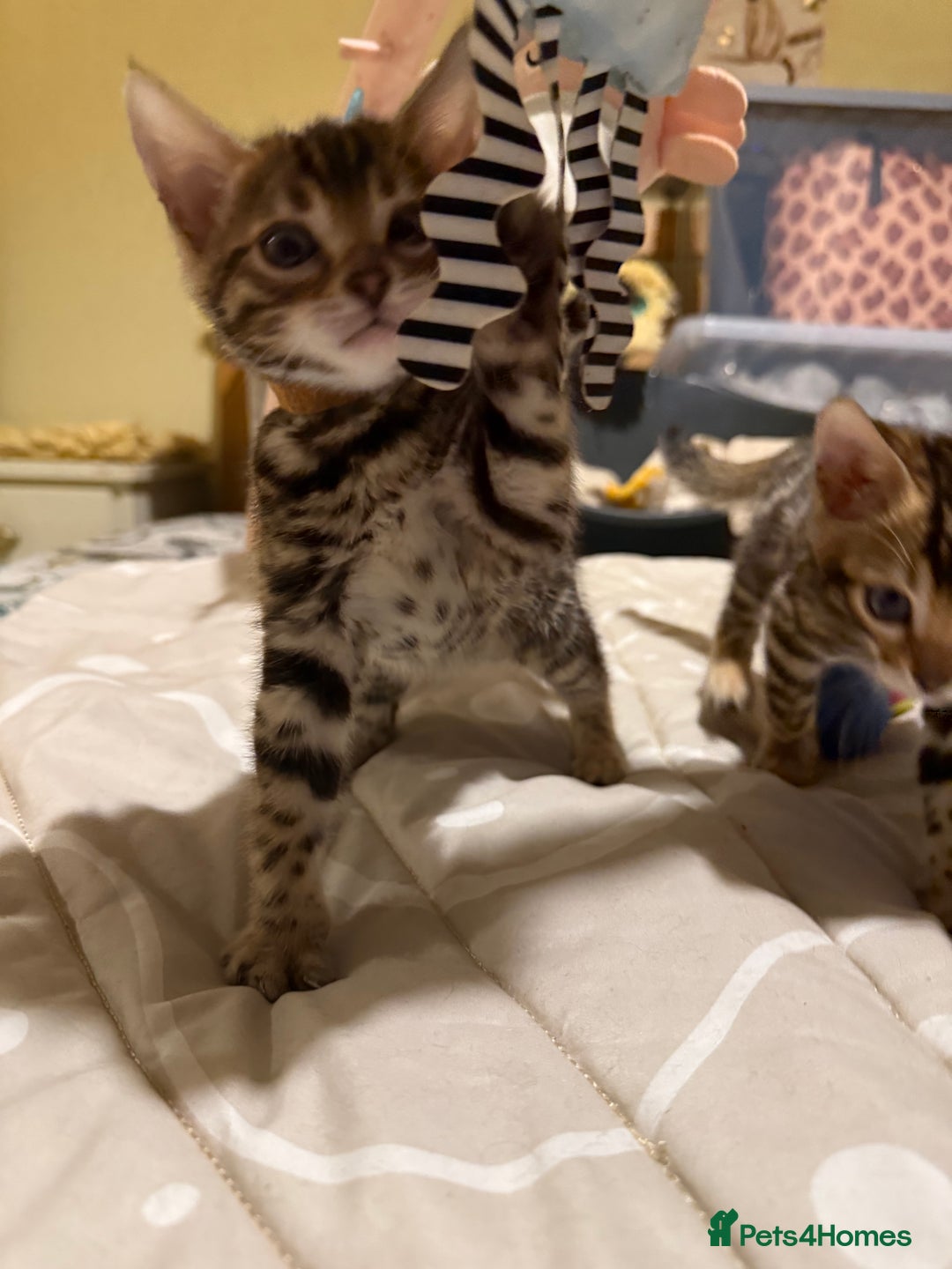 Bengal cats for sale: Pedigree TICA reg 🐾 Bengal Kittens 🐱  - Advert 12