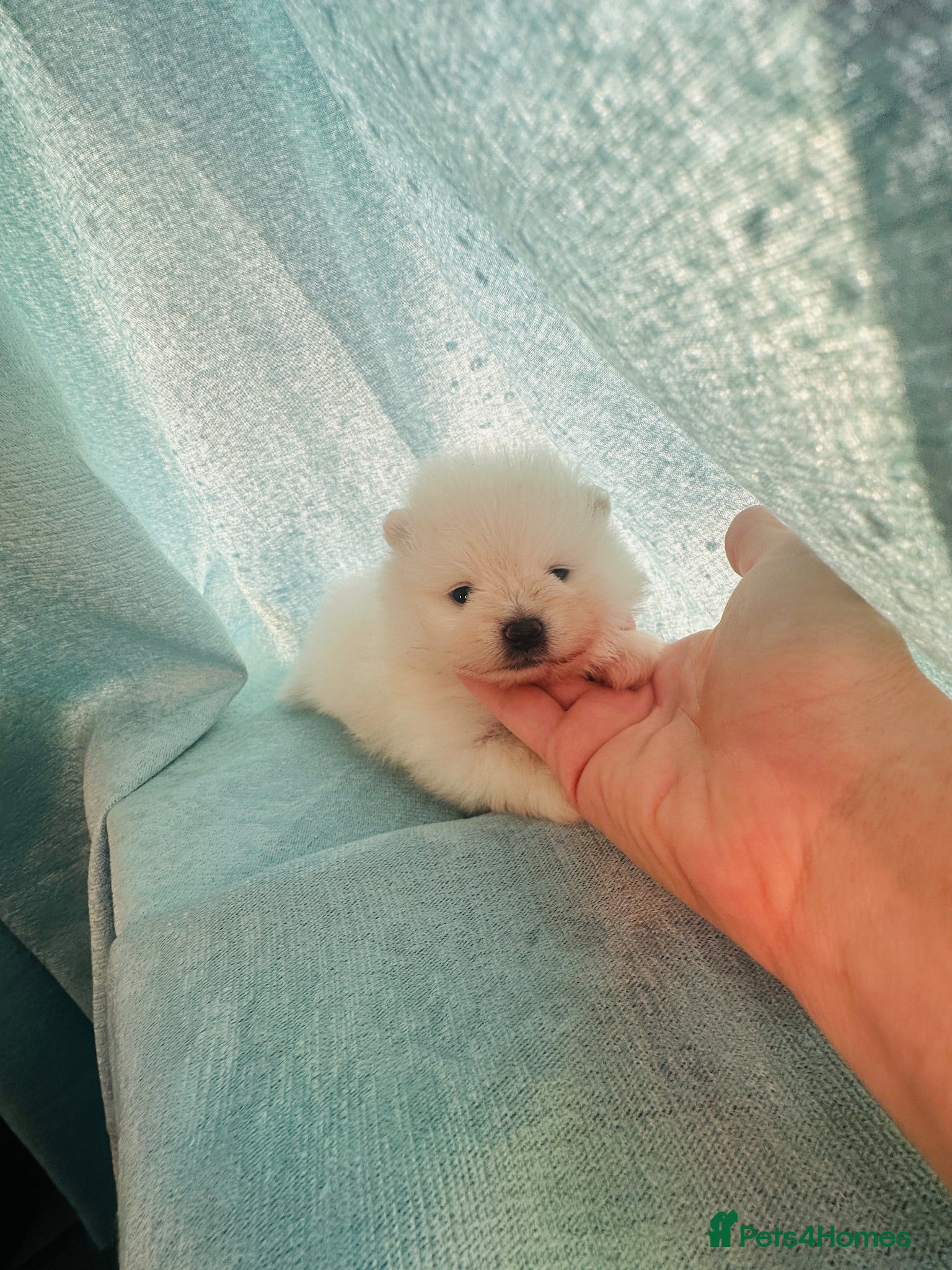 Pomeranian dogs KC white pomeranian pups for reservation!  - Advert 4