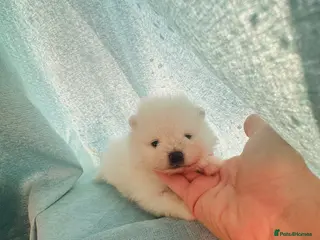 Pomeranian dogs KC white pomeranian pups for reservation! - Advert 7