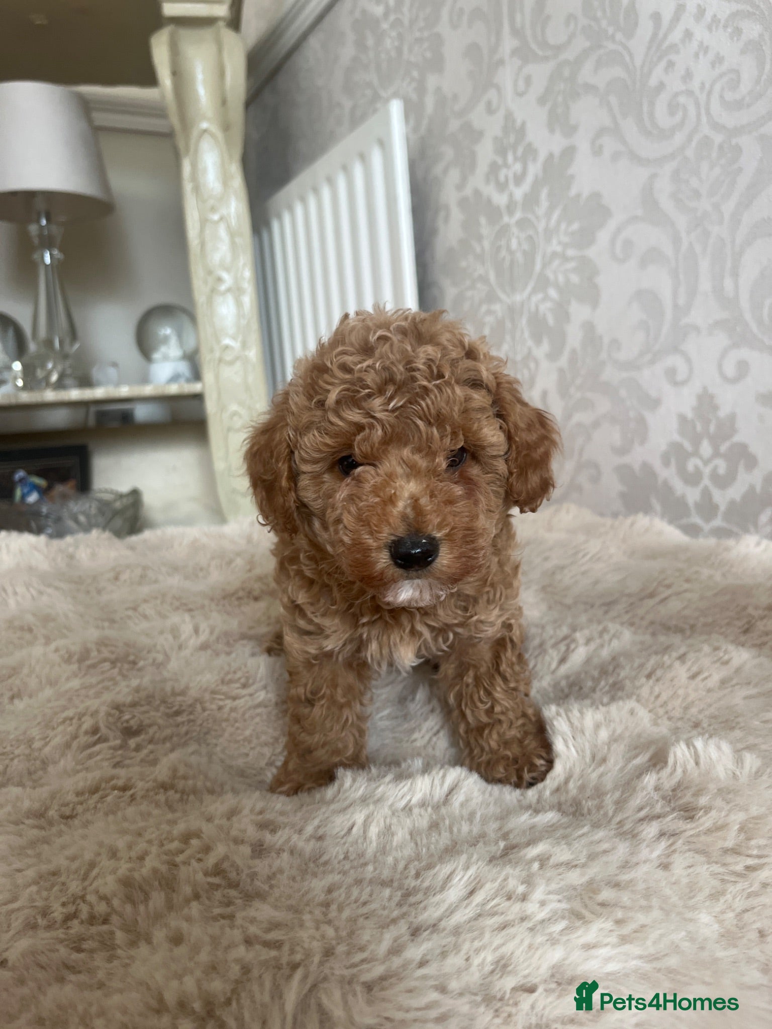 Miniature Poodle dogs boy miniature poodle  - Advert 2