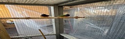 Finches birds for sale: 2 male guardians swap for parrot finches - Advert 9