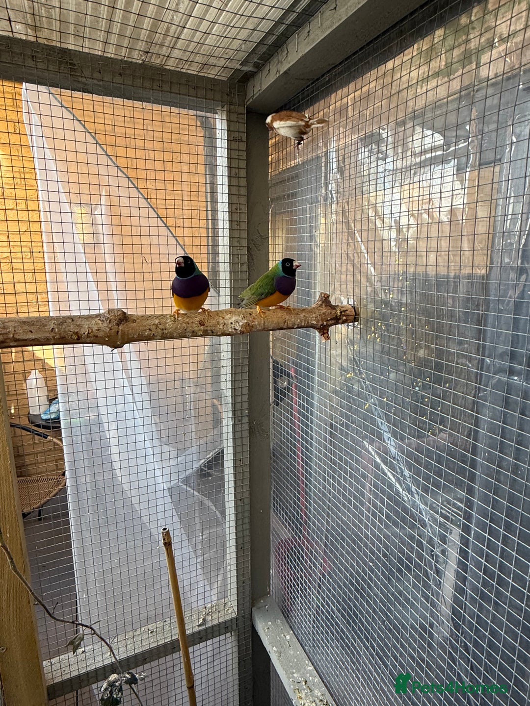 Finches birds for sale: 2 male guardians swap for parrot finches - Advert 9