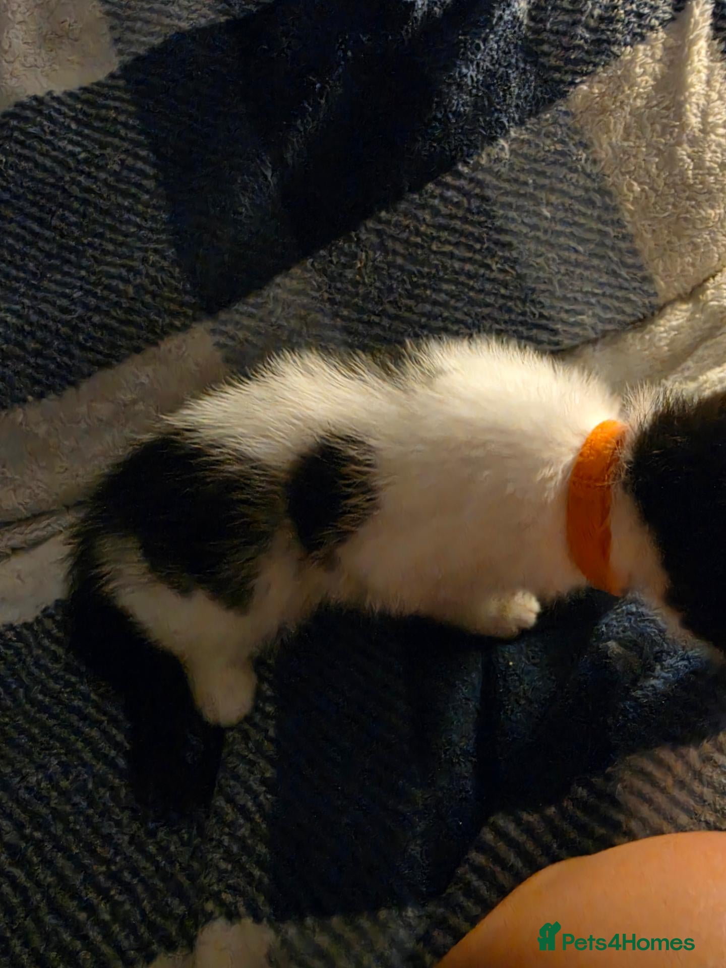 Mixed Breed cats for sale: Boy kitten 10 weeks - Advert 4