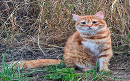 Mixed Breed cats for adoption: Sweet, gentle Kip is looking for a home - Image 4