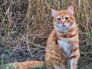 Mixed Breed cats Sweet, gentle Kip is looking for a home - Advert 1
