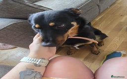 Mixed Breed dogs for sale: Border collie X German shepard female - Image 3