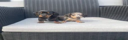 Miniature Dachshund dogs for sale: 💖💙beautiful Dachunds💖💙 - Advert 2