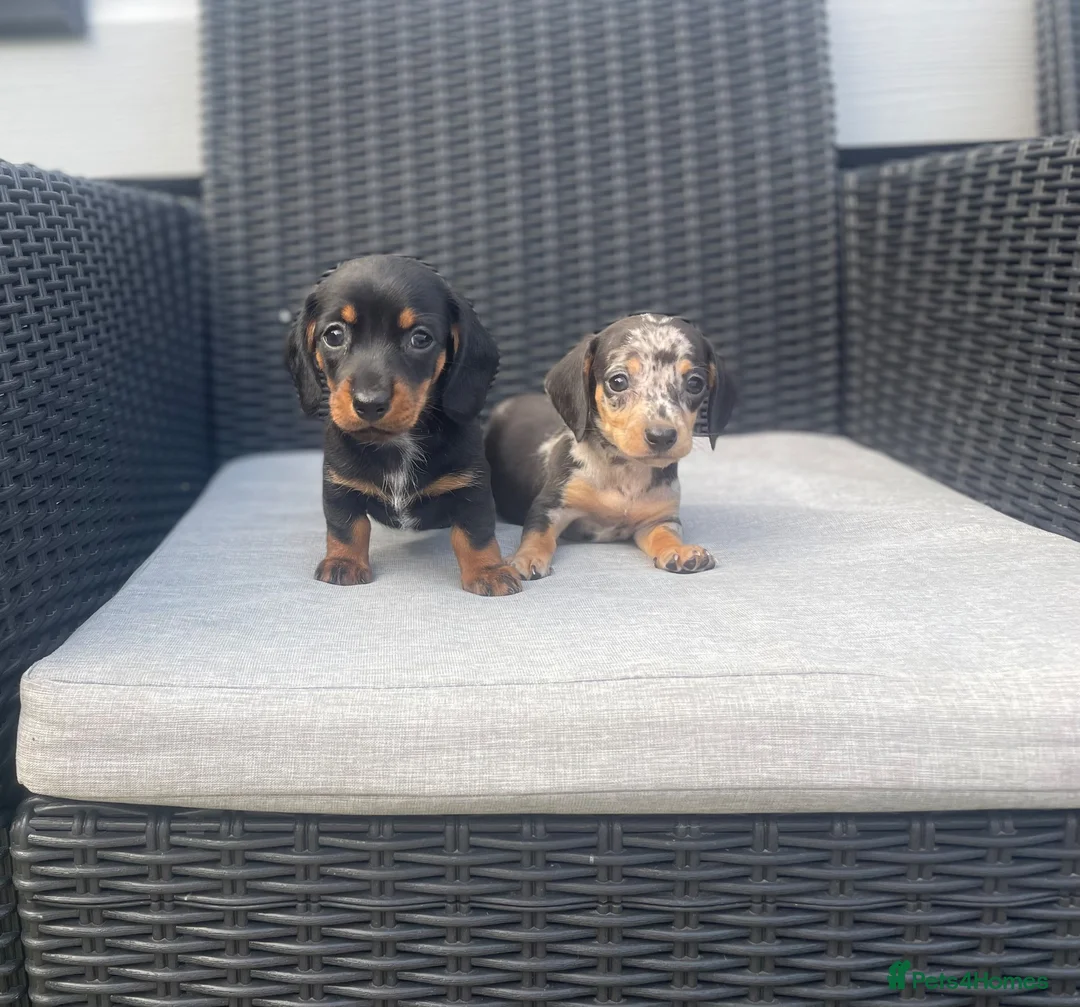 Miniature Dachshund dogs for sale: 💖💙beautiful Dachunds💖💙 - Advert 2