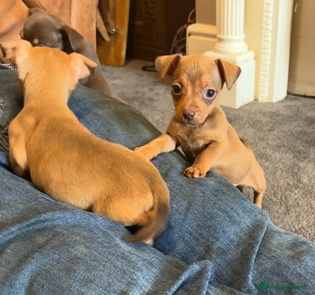 Jack Russell dogs for sale: Beautiful miniature jack russell puppies  - Image 40